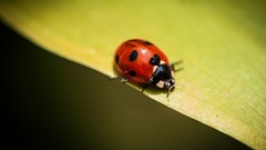Macro insects ladybirds