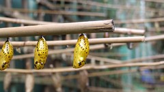 Macro insects upside down cocoon