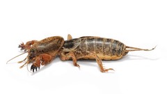 Macro insects white background Mole cricket