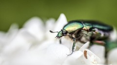 Macro insects white flowers iridescence