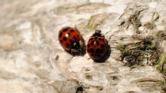 Macro insects Wood ladybirds