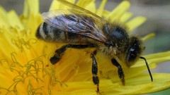 Macro insects yellow flowers