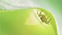 Macro jumping spider