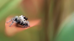 Macro jumping spider