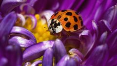 Macro ladybirds