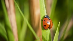 Macro ladybirds