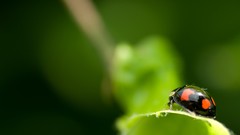 Macro ladybirds