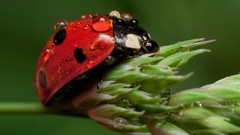 Macro ladybirds nature Animals