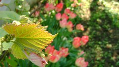 Macro Landscapes Flowers leaves nature pink Green tulips vines