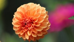 Macro Landscapes Flowers nature dahlias orange flowers
