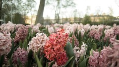 Macro Landscapes Flowers nature love Denmark outdoors depth of 