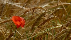 Macro Landscapes Flowers nature wheat Poppies