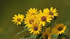 Macro Landscapes Flowers nature yellow flowers