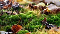 Macro Landscapes leaves nature moss spring