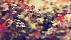 Macro Landscapes leaves nature Plants depth of field