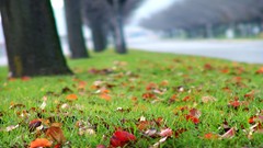 Macro Landscapes leaves nature Trees fallen leaves