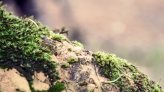 Macro Landscapes moss