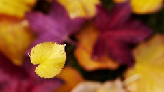 Macro Landscapes nature