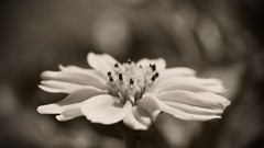 Macro Landscapes nature