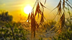 Macro Landscapes nature