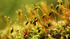 Macro Landscapes nature