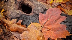 Macro Landscapes nature autumn ground fallen leaves