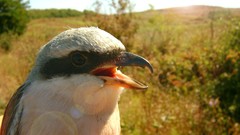 Macro Landscapes nature Birds