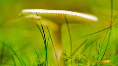 Macro Landscapes nature grass mushrooms depth of field