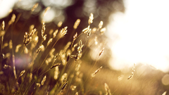 Macro Landscapes nature grass Photographers depth of field