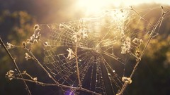 Macro Landscapes nature light web Herbs