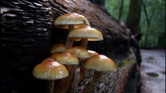 Macro Landscapes nature mushrooms logs forests depth of field