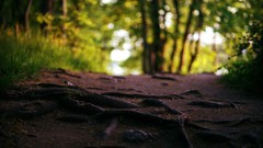 Macro Landscapes nature Trees roots roads forests