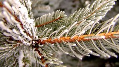 Macro Landscapes nature Trees snow spruce frost depth of field