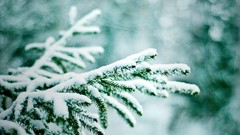 Macro Landscapes nature Trees snow winter spruce bokeh forests 