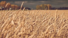 Macro Landscapes nature wheat spikelets fields depth of field 