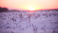 Macro Landscapes sunset nature snow winter depth of field