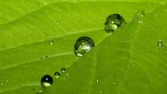 Macro leaf water drops