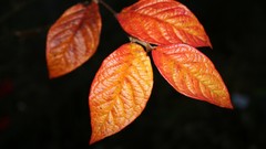 Macro leaves