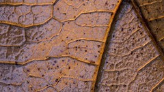 Macro leaves