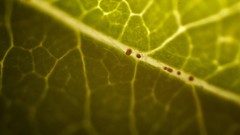 Macro leaves