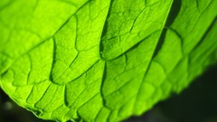 Macro leaves