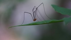 Macro leaves Animals spiders