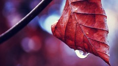 Macro leaves autumn drop