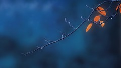 Macro leaves blue Plants