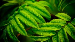 Macro leaves dew Green morning