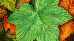 Macro leaves digital art