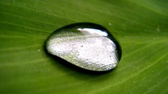 Macro leaves drop