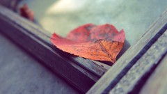 Macro leaves fallen leaves