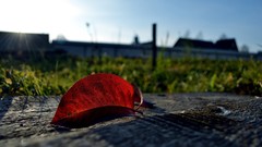 Macro leaves fallen leaves