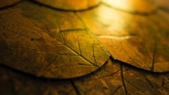 macro leaves fallen leaves